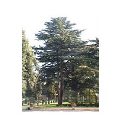 Msa cedrus libani 50ml