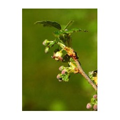 Msa ribes nigrum 50ml